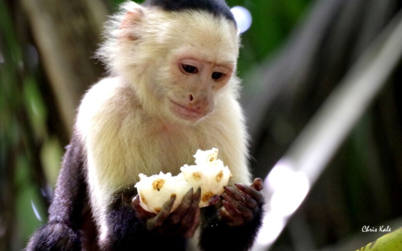 Photo singe noir et blanc