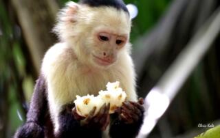 Photo singe noir et blanc - ©ChrisKale