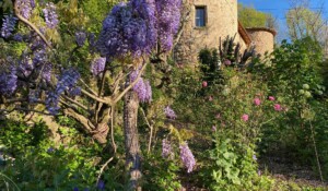 Jardins du château du Pin glycine façade Est