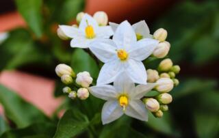 jasmin ©pixabay - ©pixabay