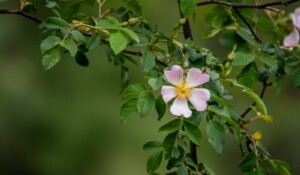 Jaujac - Fleur sauvage ©sourcesetvolcans