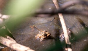 Dragonflies' pond