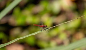Dragonflies' pond