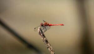Dragonflies' pond