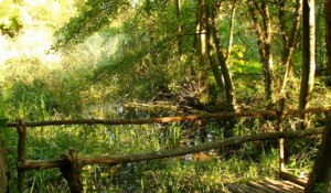 Dragonflies' pond