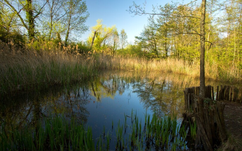 Dragonflies' pond