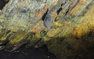 Chauve-souris - ©pnrma