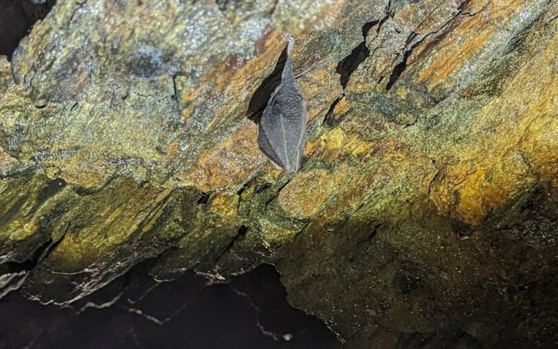 Family workshop: Bat treasure hunt