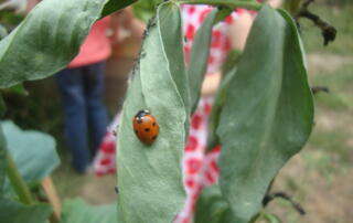 Atelier famille : les insectes, alliés des jardins_Jaujac - ©pnrma