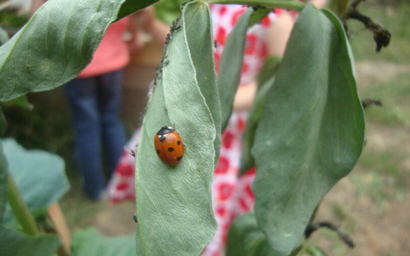 Familienworkshop: Insekten, Verbündete der Gärten