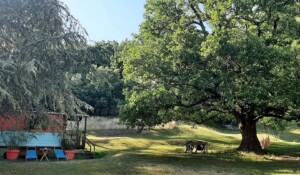 La roulotte est posée en pleine nature juste à côté un grand arbre, hébergement insolite au Mas du Pestrin à Meyras