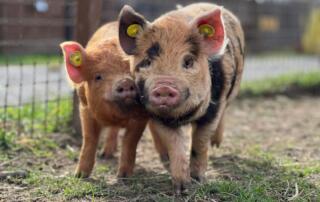 Parc animalier de Lussas - ©Parc animalier de Lussas