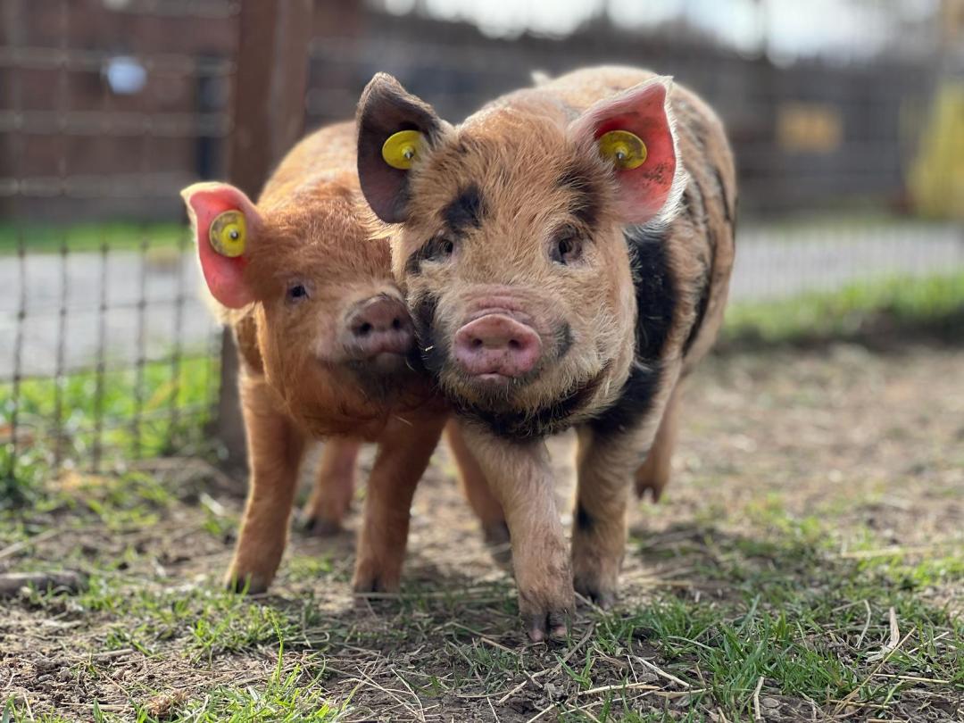 Lussas Wildlife Park