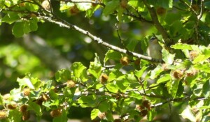 La canopée est bien occupée...