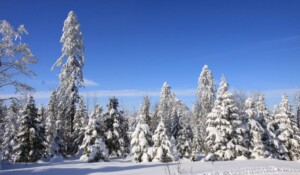 Guided walk: Animal tracks and signs of life in winter