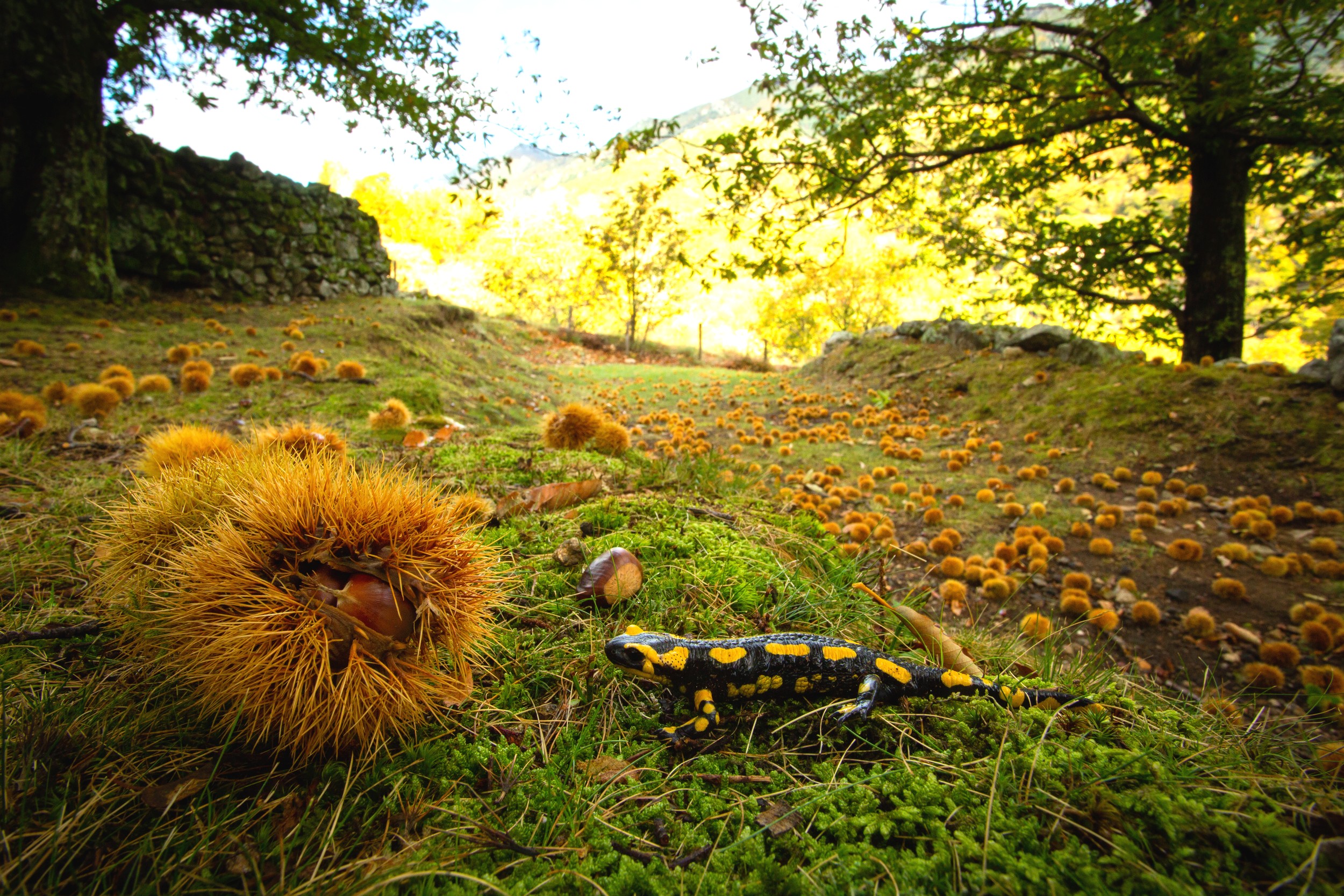 La Souche - Châtaignes et salamandre ©S.BUGNON