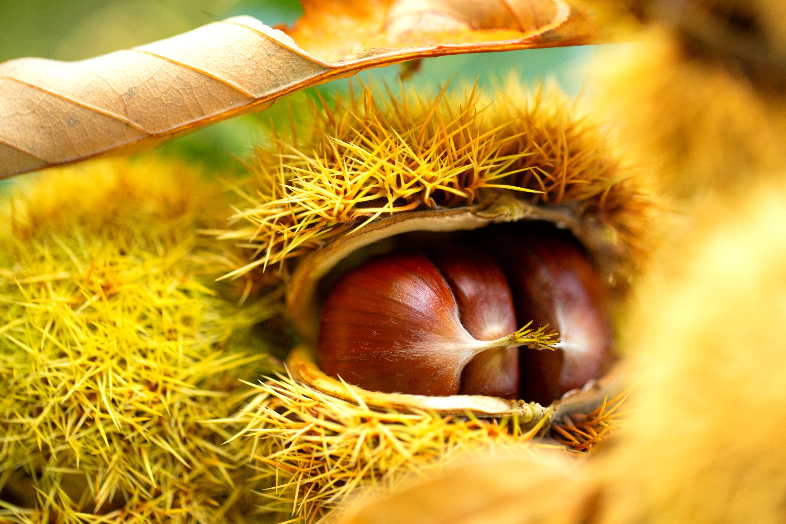 La Souche - Châtaignes ©S.BUGNON