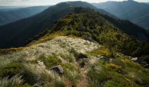 La Souche - Le Mont Aigu - Massif du Tanargue ©S.BUGNON