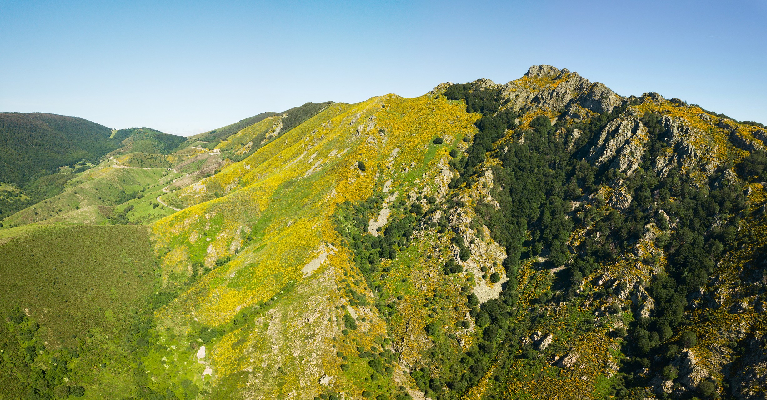 La Souche - Rocher d'Abraham avec genêts purgatifs ©S.BUGNON