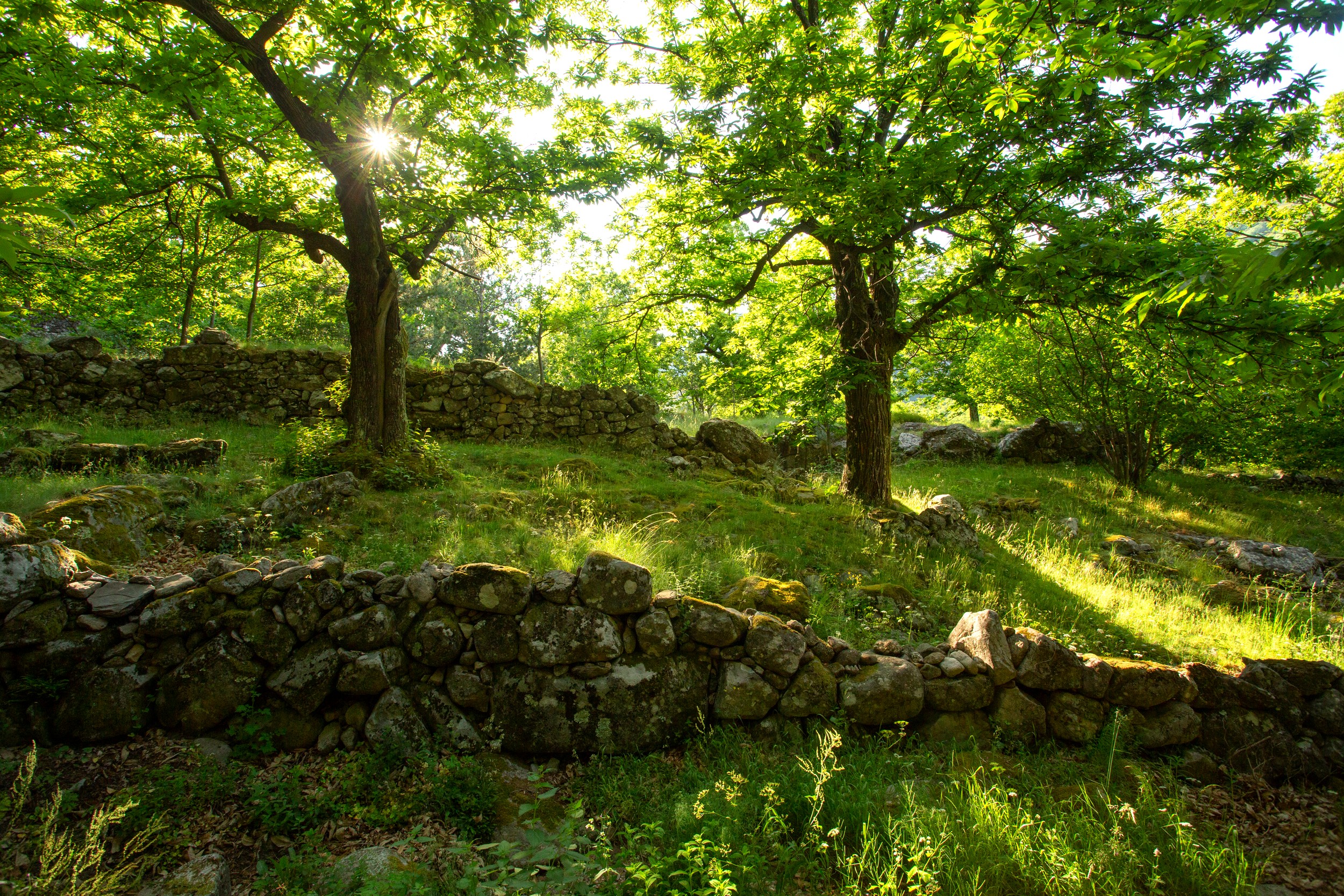 La Souche - Terrasses et châtaigniers ©S.BUGNON