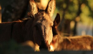 Ligne du partage des eaux with a donkey_Burzet