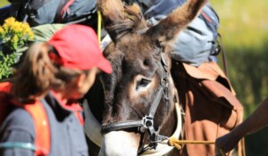 Ligne du partage des eaux with a donkey_Burzet
