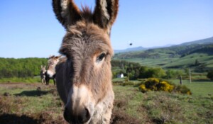 A walk and a picnic by the river with a donkey_Burzet