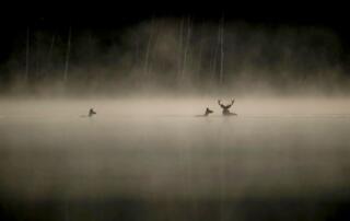 Le chant des forêts, film documentaire au cinéma la Vesprade à Thueyts en Ardèche - ©Haut et Court-allociné