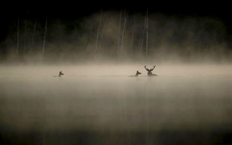 Cinéma : Le chant des forêts_Thueyts