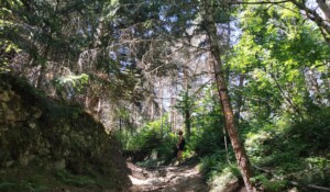 Sentier botanique de la Pinsole