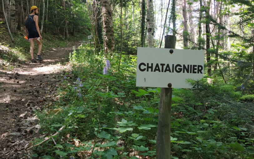 Sentier botanique de la Pinsole