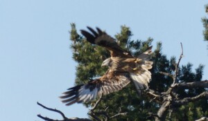 L'envol du Milan Royal