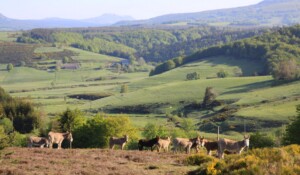 A walk and a picnic by the river with a donkey_Burzet