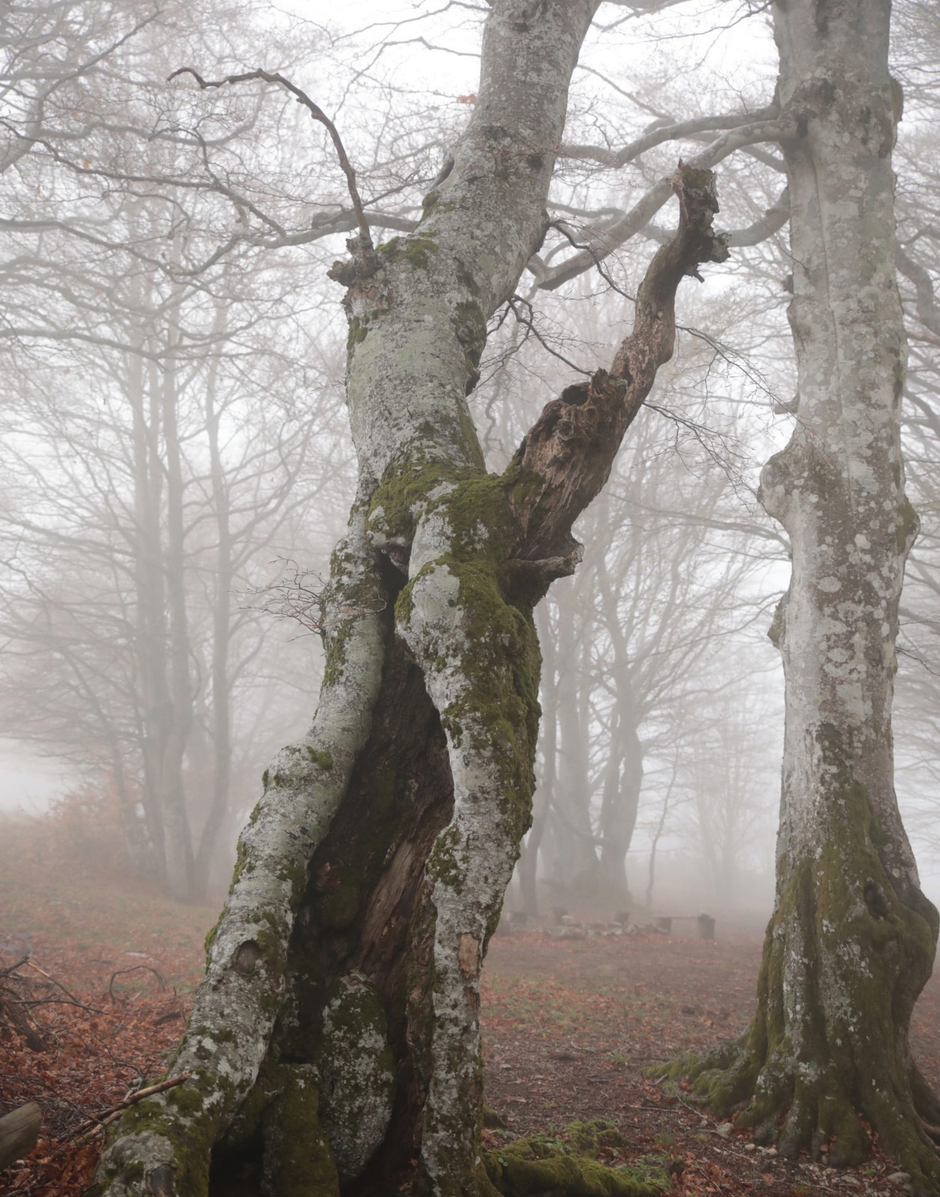 Les atomes de la forêt, les arbres