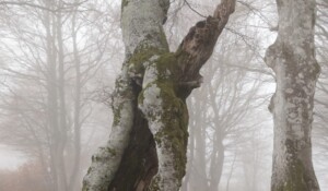 Les atomes de la forêt, les arbres
