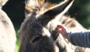 My first experience of hiking with a donkey_Burzet
