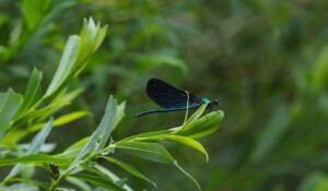 A walk and a picnic by the river with a donkey_Burzet