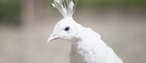 Paons blancs au Parc animalier de Lussas