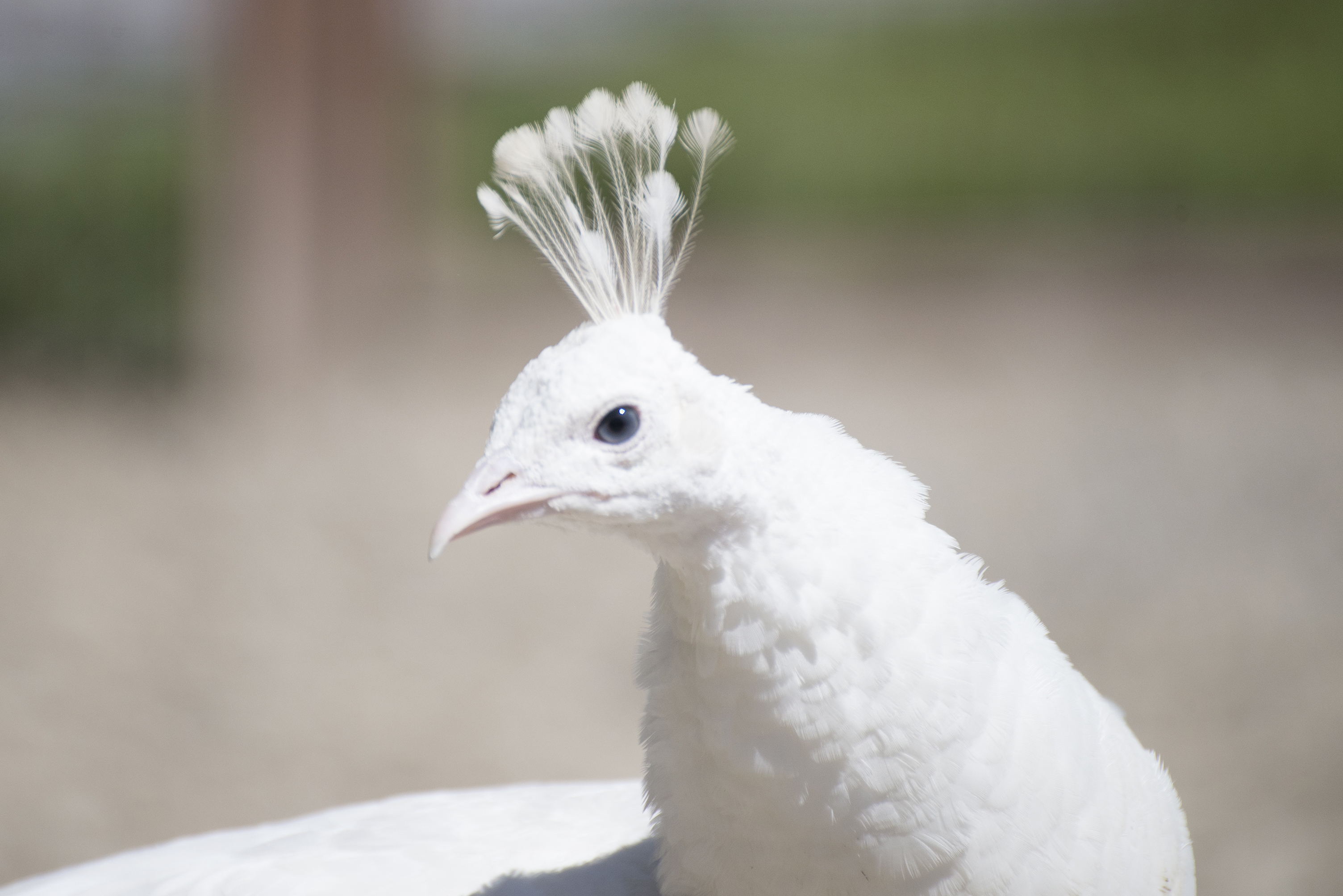 Lussas Wildlife Park