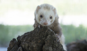 Les furets au Parc animalier de Lussas