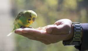 Repas des perruches au Parc animalier de Lussas