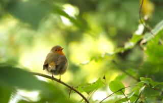 Rouge-gorge - ©pixabay