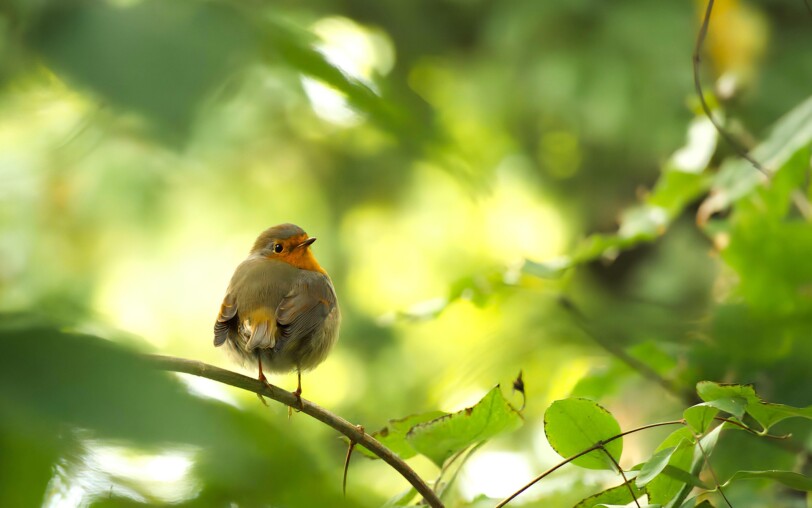 Ein gemütliches Nest in meinem Garten: die Vögel des Frühlings