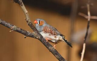 Mandarin d'Australie ©DavidGuerra - ©DavidGuerra