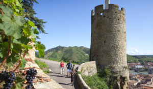 Vignobles en terrasse_Tournon-sur-Rhône