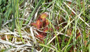 Drosera
