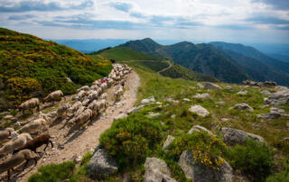 Transhumance sur le Tanargue - ©M. Dupont - ot Cévennes d'Ardèche