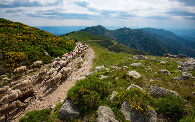 Le massif du Tanargue