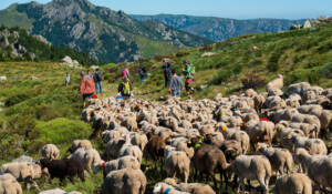 Le massif du Tanargue