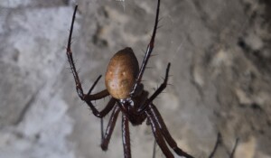 La faune des cavernes